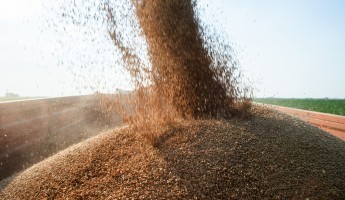 Combine Harvester grains