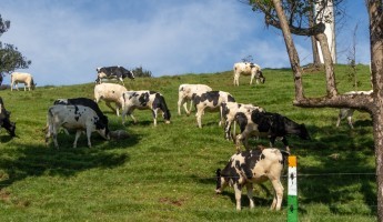 herd of dairy cows in a field