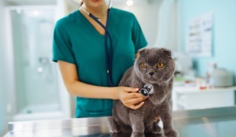 Image of a vet treating a cat