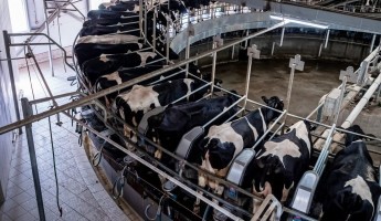 Milking Parlour