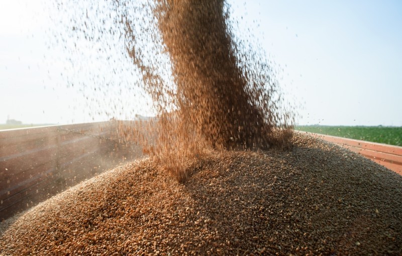 Combine Harvester grains