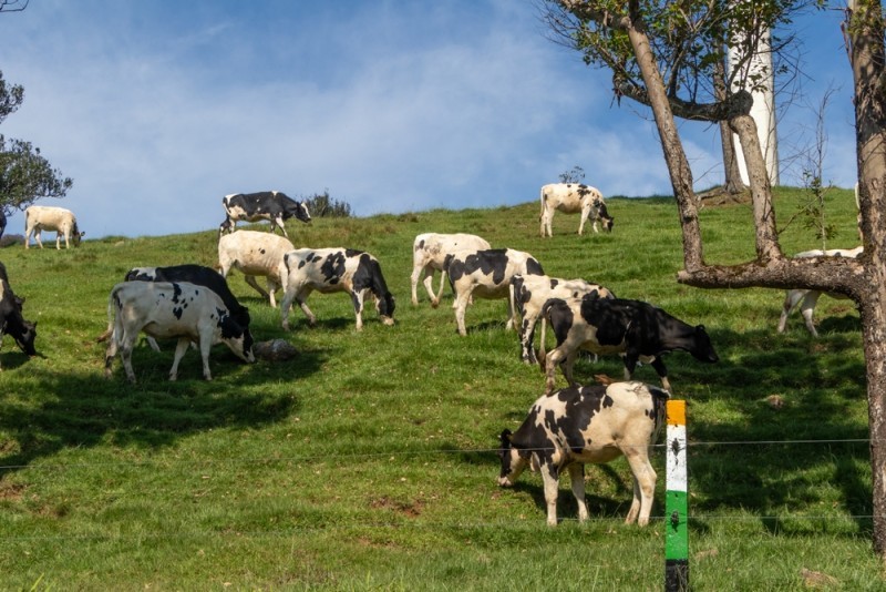 herd of dairy cows in a field
