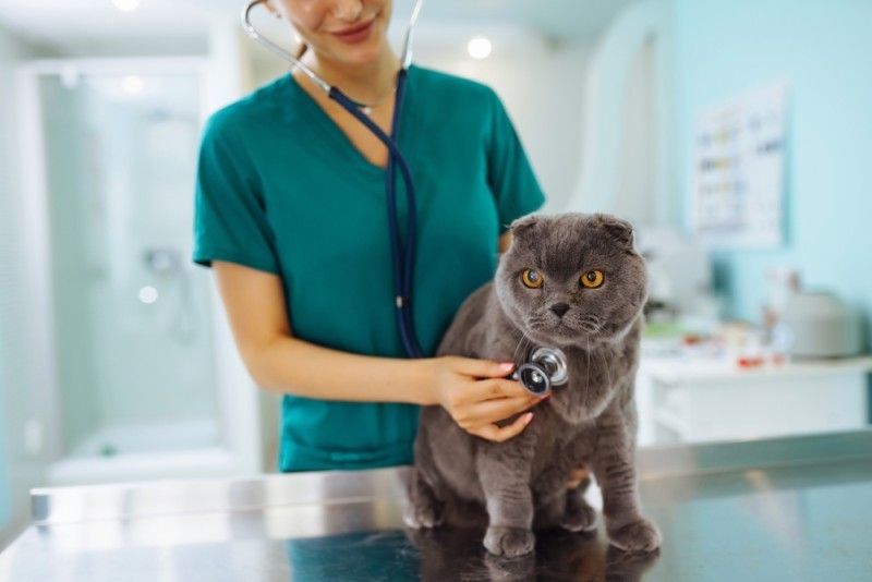 Image of a vet treating a cat