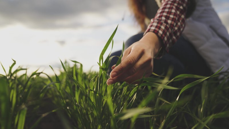 Agriculture And Farming